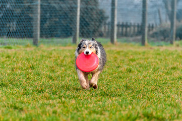 A border collie dog playing with a frisbee