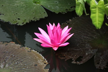Seerose, Lotus