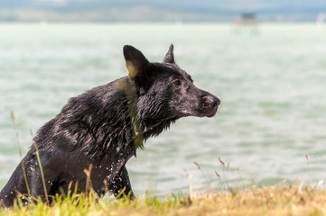 Portrait of a black german shepherd dog in front of a lake