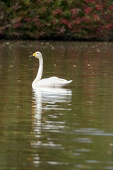 swan on lake