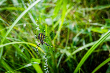 Wasp Spider (Argiope bruennichi) in the spider net.