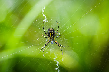Wasp Spider (Argiope bruennichi) in the spider net.