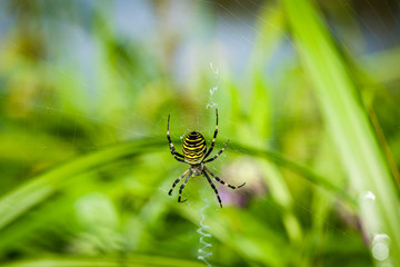 Wasp Spider (Argiope bruennichi) in the spider net.