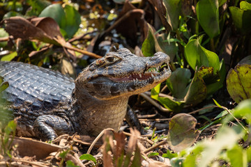 Jacaré do Pantanal