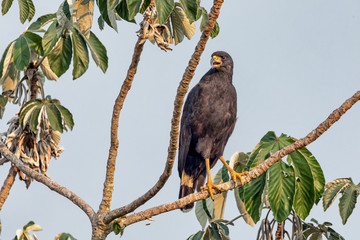 Gavião Negro
