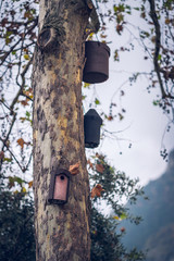 Birdhouses on the Plane tree. Birdlife.