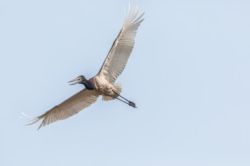 Tuiuiú símbolo do Pantanal