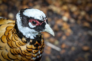 Portrait of a Pheasant Bird 