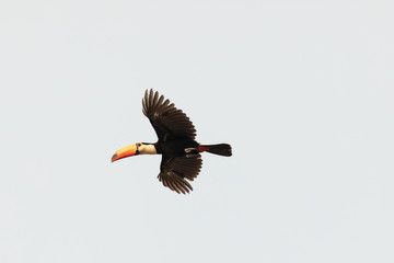 Tucano bico amarelo