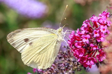 macro