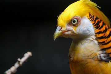 Golden Pheasant / Bird