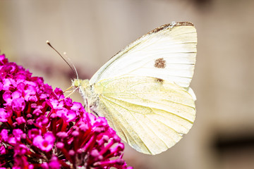 macro