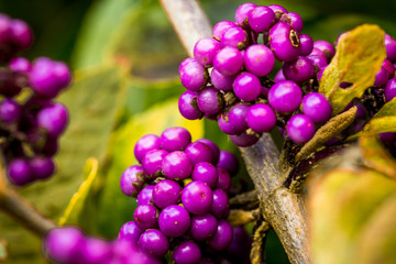 macro