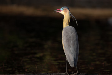 Wild whistling heron (Syrigma sibilatrix) open the beak like laughing. Funny animals.