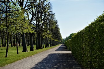 Fototapeta na wymiar Alley, pathway and hedge in the Great Garden of Herrenhausen Gardens Hanover