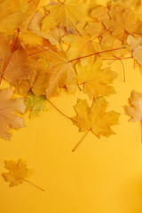 Yellow dry autumn leaves on a yellow background. Top view. Copy space
