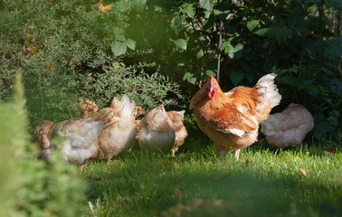 Red rooster with hens graze in the garden. Organic farming.