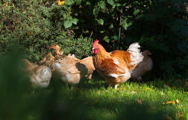 Red rooster with hens graze in the garden. Organic farming.