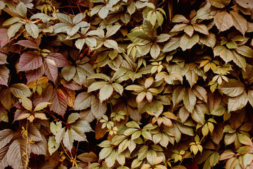 Grape leaf pattern autumn nature background