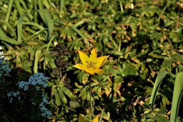 Obraz premium Beautiful wild tulip Tulipa Sylvestris spotted on meadow in Germany