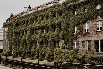 Old buildings along the river covered with climbing plants on a building in the old city of Gdansk....