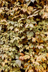 Grape leaf pattern autumn nature background