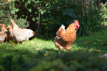 Red rooster with hens graze in the garden. Organic farming.CR2