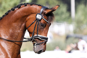 portrait of a horse