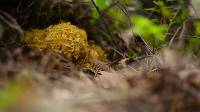 Shot of the bright yellow Sparassis crispa sitting peacefully on the forest floor while the wind blows the brush around it. 