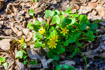Yellow buttercups in a forest on early spring