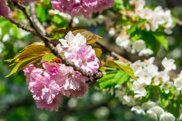 Blühender Kirschbaum im Frühling mit pinken Blüten