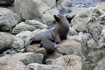 Fur seal chilling at the Pacific Ocean on the South Island of New Zealand