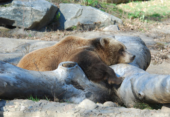 Alaskan Brown Bear sleeping on log