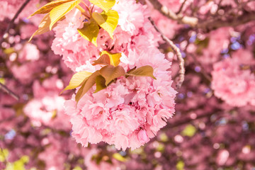 Fototapeta premium Blühender Kirschbaum im Frühling mit pinken Blüten