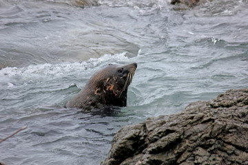 Fur seal chilling at the Pacific Ocean on the South Island of New Zealand