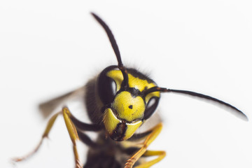 Close up of a tree wasp
