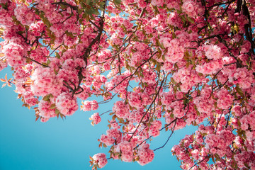 Blühender Kirschbaum im Frühling mit pinken Blüten