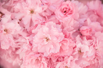 Blühender Kirschbaum im Frühling mit pinken Blüten