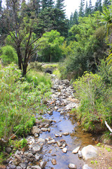 River in a forest flowing between trees