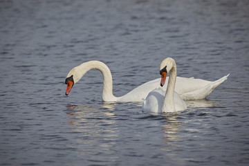 two swans floating on the water