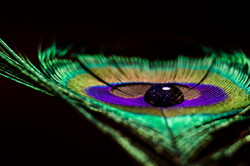 Naklejka premium water drops on a peacock feather