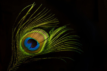 Obraz premium Peacock feather