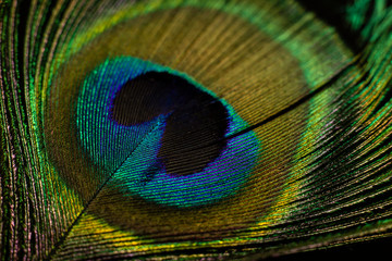Peacock feather