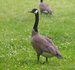 Canada Goose in clover and grass
