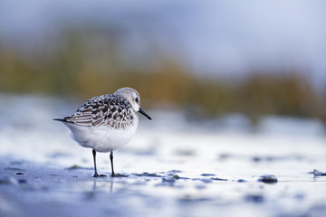 A sanderling (Calidris alba) resting and foraging during migration on the beach of Usedom Germany.