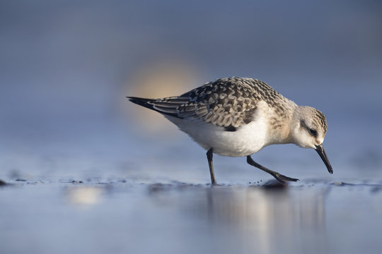 A sanderling (Calidris alba) resting and foraging during migration on the beach of Usedom Germany. - Powered by Adobe