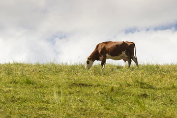 cow on a pasture in the alps