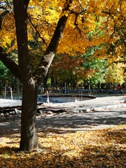 Yellow autumn in the park