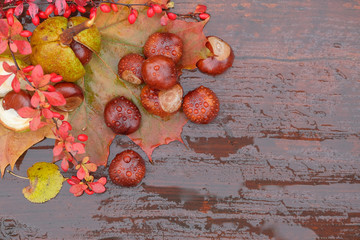 The fruits of the chestnut branch of barberry lie on the foliage after the rain.