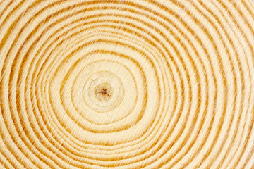 cross section of tree branch